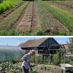 Cât teren îți trebuie în 2026 ca să trăiești decent din agricultura