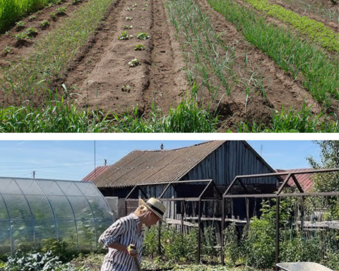 Cât teren îți trebuie în 2026 ca să trăiești decent din agricultura