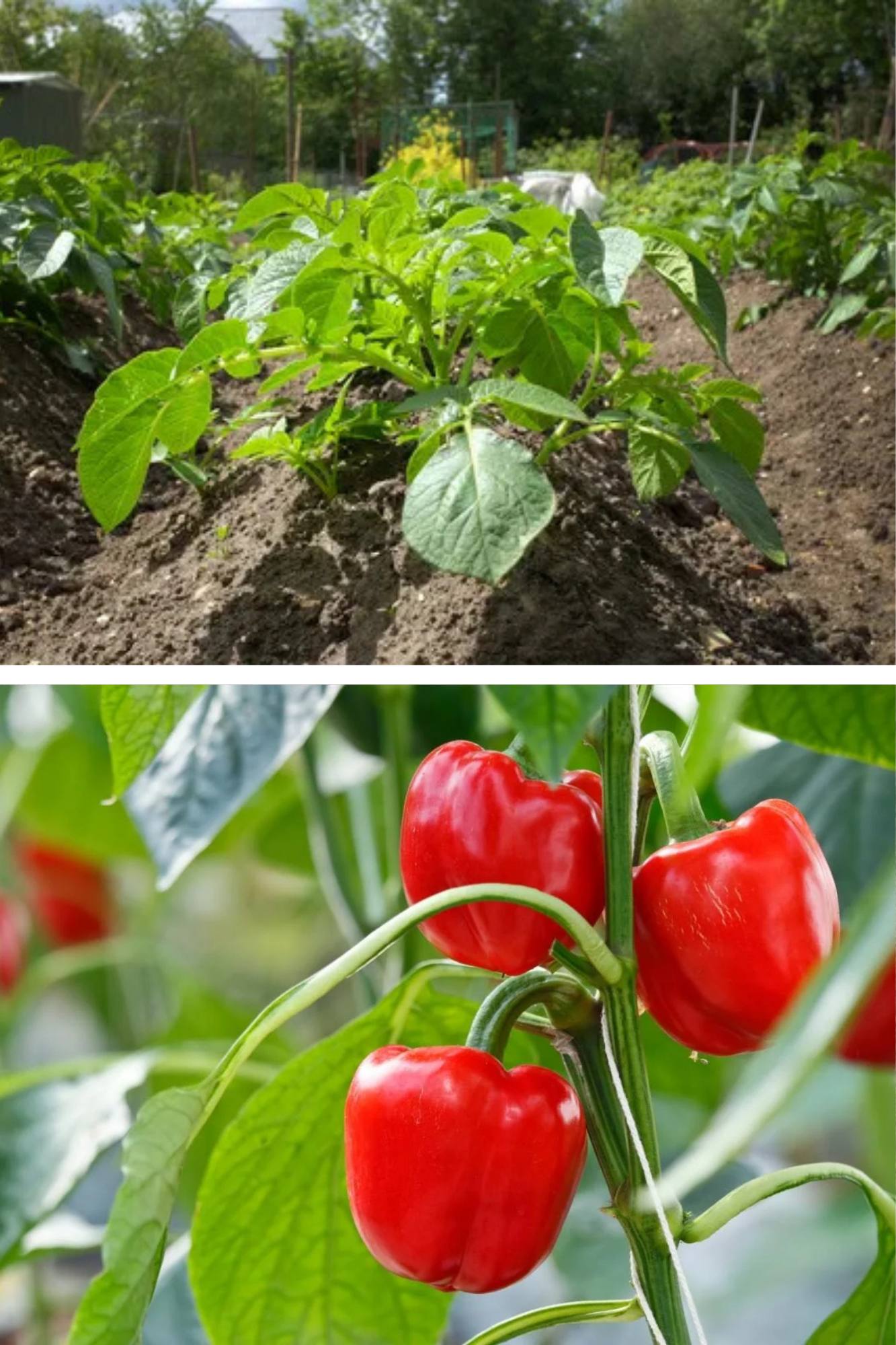Ce să plantezi lângă ardei ca să scapi natural de afide și acarieni