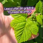 frunzele de zmeur