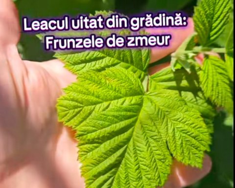 frunzele de zmeur