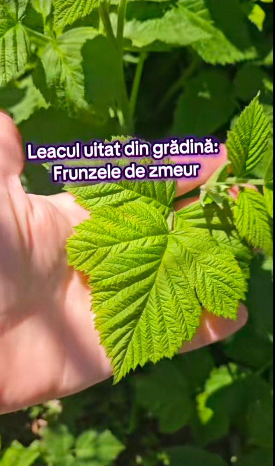 frunzele de zmeur