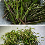 lăstarii acestei plante se vând ca o delicatesă de lux