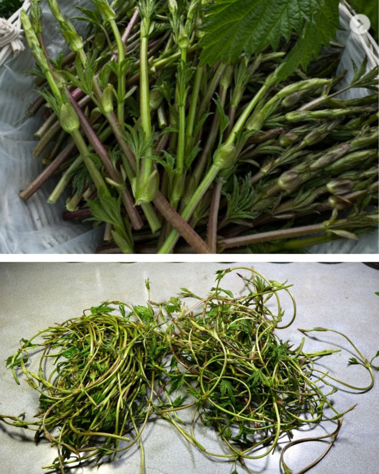 lăstarii acestei plante se vând ca o delicatesă de lux