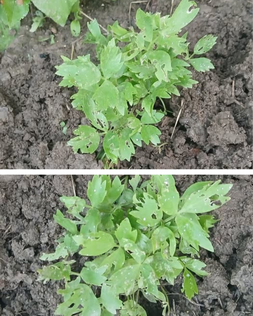 Frunzele găurite la leuștean, pătrunjel sau ardei iute. O greșeală frecventă este folosirea insecticidelor pe plantă