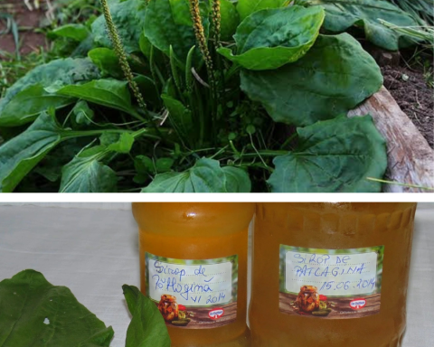 Sirop de pătlagină făcut în casă