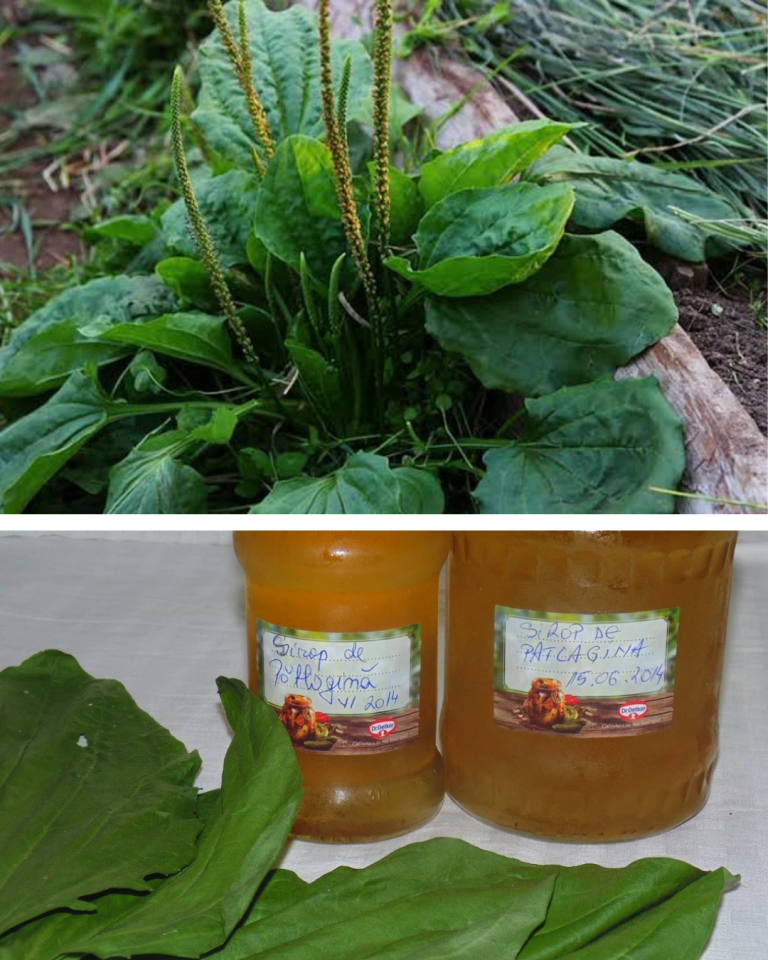 Sirop de pătlagină făcut în casă