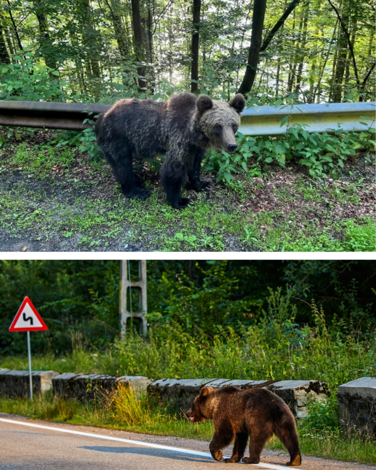 muşcată de urs pe Transfăgărăşan