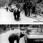 urșii așteaptă turiști pe Transfăgărășan