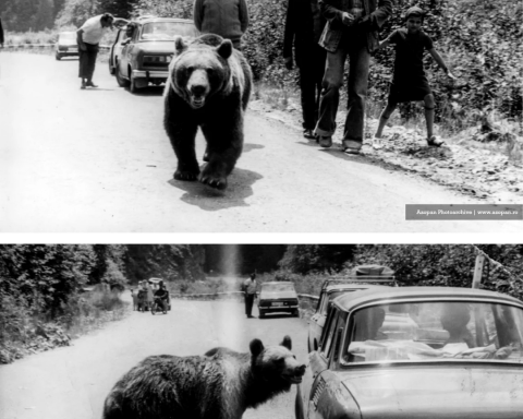 urșii așteaptă turiști pe Transfăgărășan