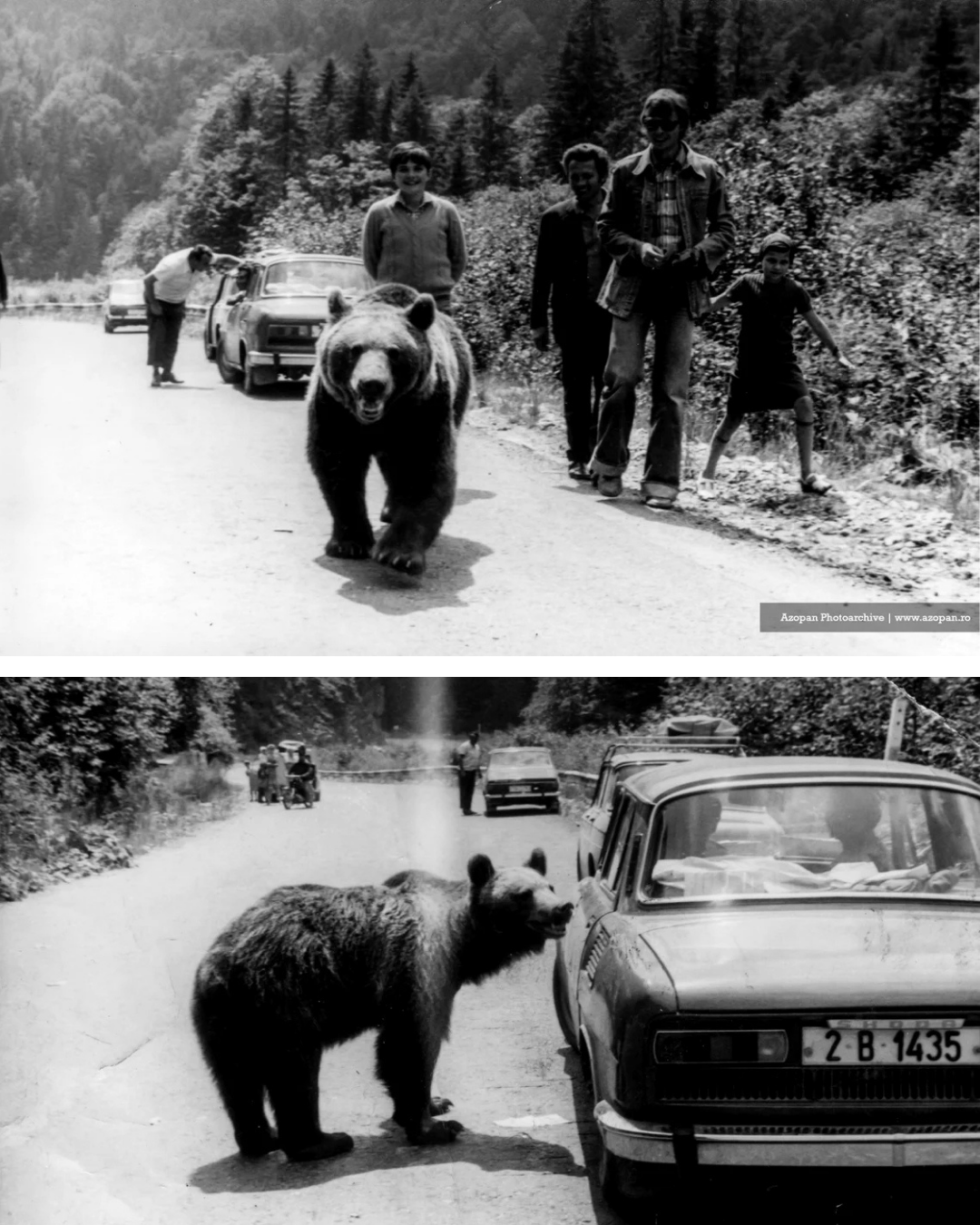 urșii așteaptă turiști pe Transfăgărășan