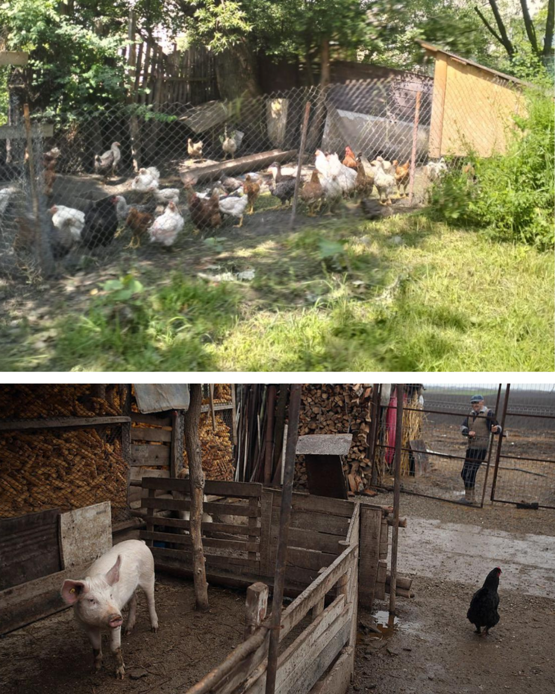Câte păsări și animale ai voie să crești în curte