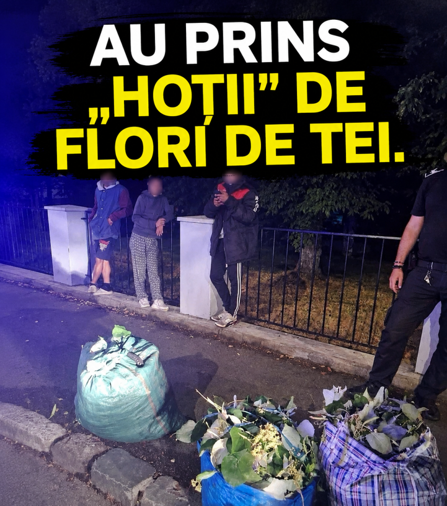 Au prins „hoții” de flori de tei. Trei persoane, amendate după o intervenție a Poliției Locale Brașov