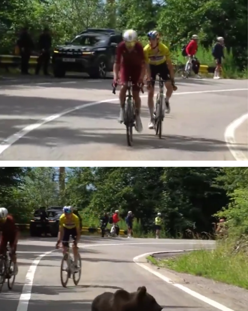 Imagini uluitoare care au făcut înconjurul lumii. Un ursuleț le-a tăiat calea sportivilor chiar în mijlocul acțiunii, la Turul Ciclist al Sibiului.