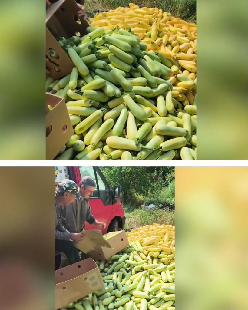 Imagini sfâșietoare într-un sat din România. Agricultorii aruncă lăzi întregi cu dovlecei în câmp. „Mai bine îi întoarcem în pământ decât să-i dăm pe nimic”