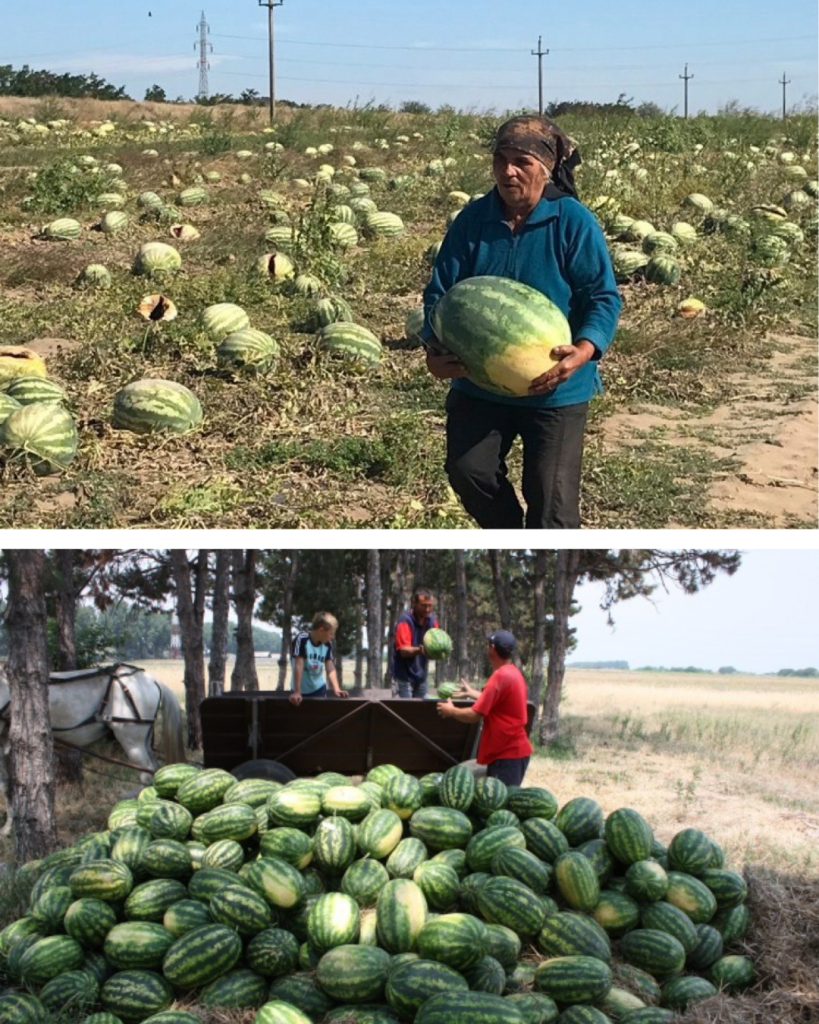 Locul în care producătorii îşi vând pepenii pe nimic. Fermierii sunt disperaţi