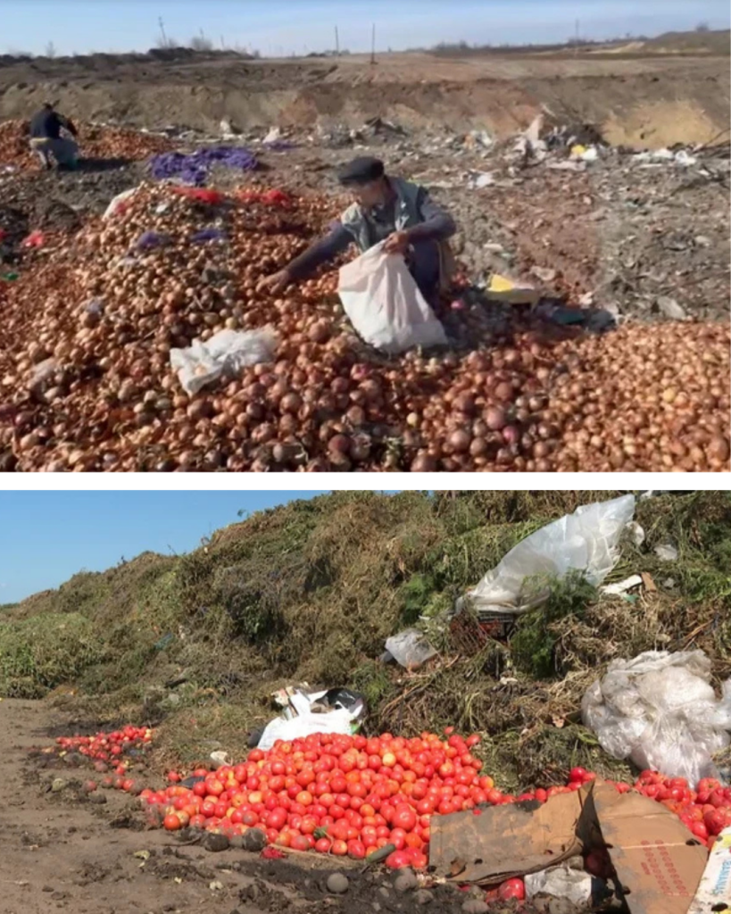 Tone de legume românești riscă să putrezească pe câmp. Fermierii trag un semnal de alarmă: „Am muncit un an și nu avem cui să vindem”