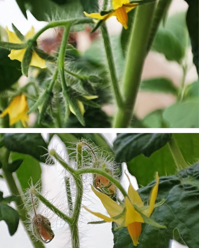7 motive pentru care florile tomatelor cad. Cum salvezi recolta înainte să fie prea târziu