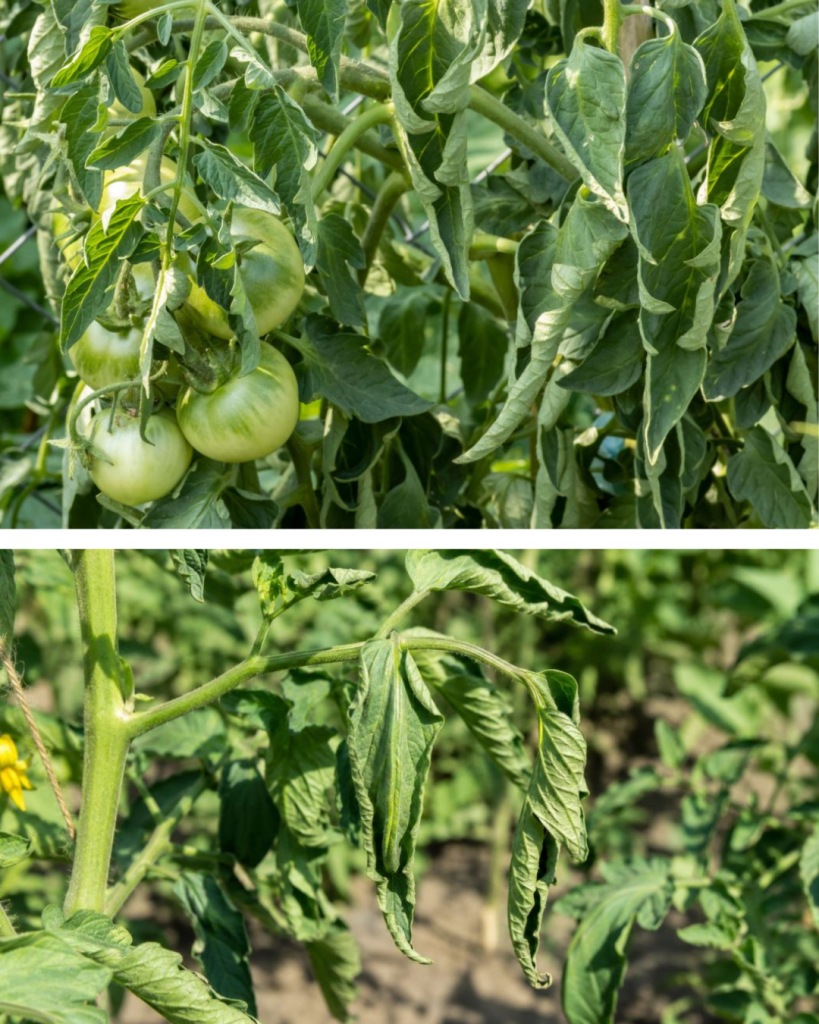 Frunzele tomatelor se răsucesc? Cele 6 cauze pe care trebuie să le verifici înainte să aplici orice tratament