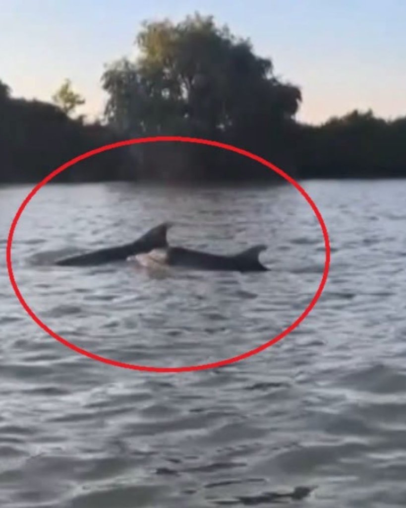 Delfini în Delta Dunării. Mamiferele au urcat pe fluviu după pești