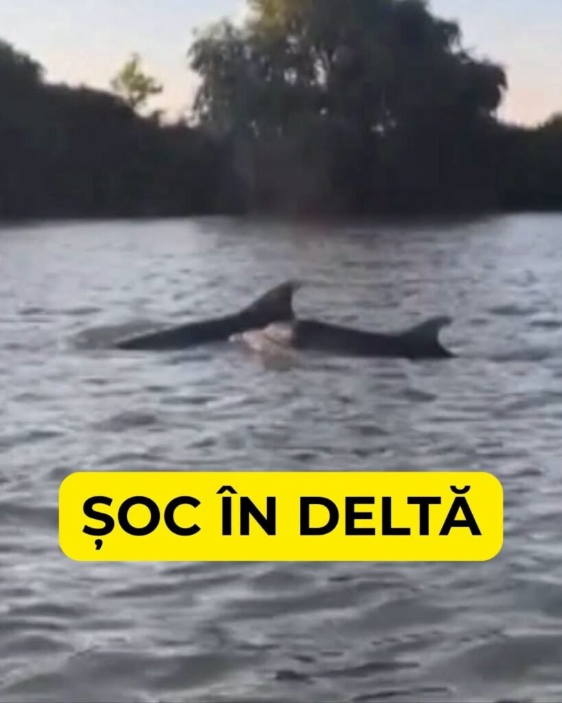 Delfini filmați în Delta Dunării. Ce explică apariția lor