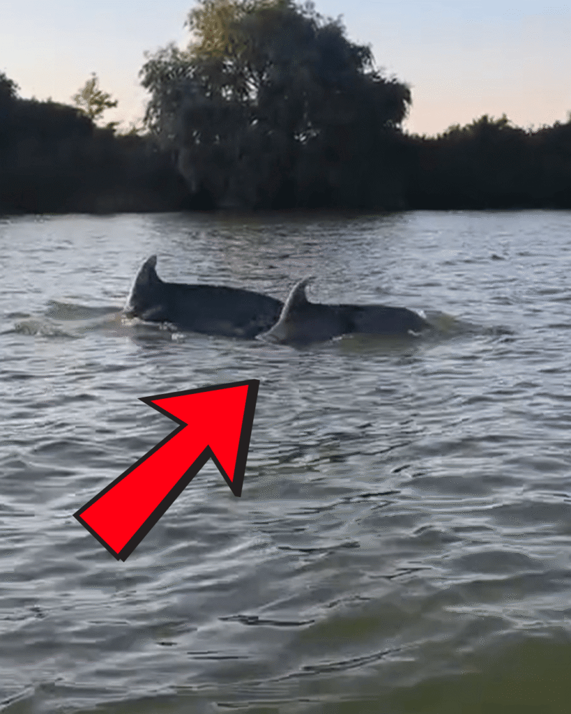 Delfini în Delta Dunării. Biologii explică apariția neașteptată din apele dulci