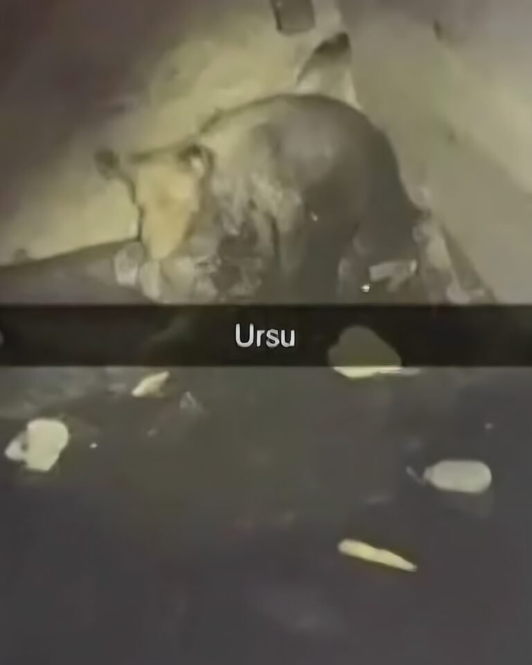 Urs în beci la Bobâlna, alertă Ro-Alert. Era un câine blocat