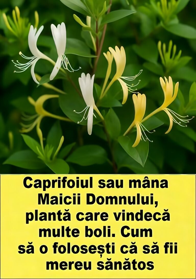 Caprifoiul, planta medicinală cu efecte antivirale. Cum se folosește
